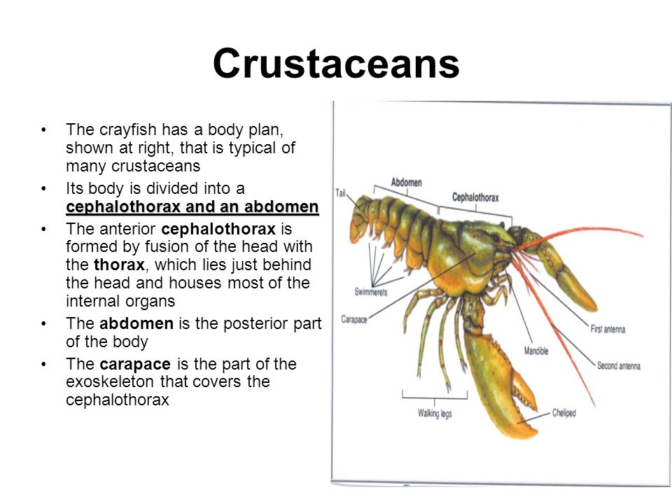 Body Systems of Humans, Crayfish, Pigs, and Earthworms